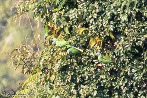 Himalaya Yeşil Papağanı - ML614536207