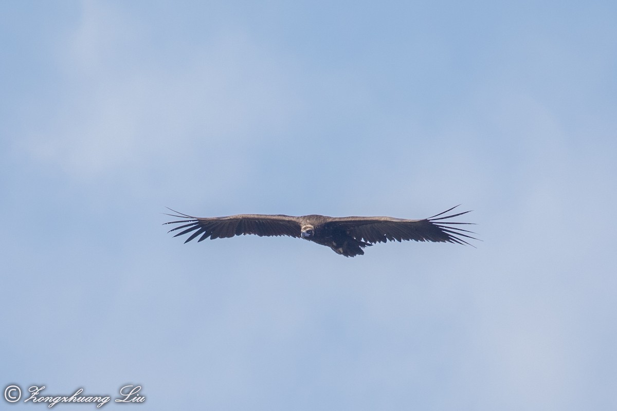 Cinereous Vulture - ML614536251