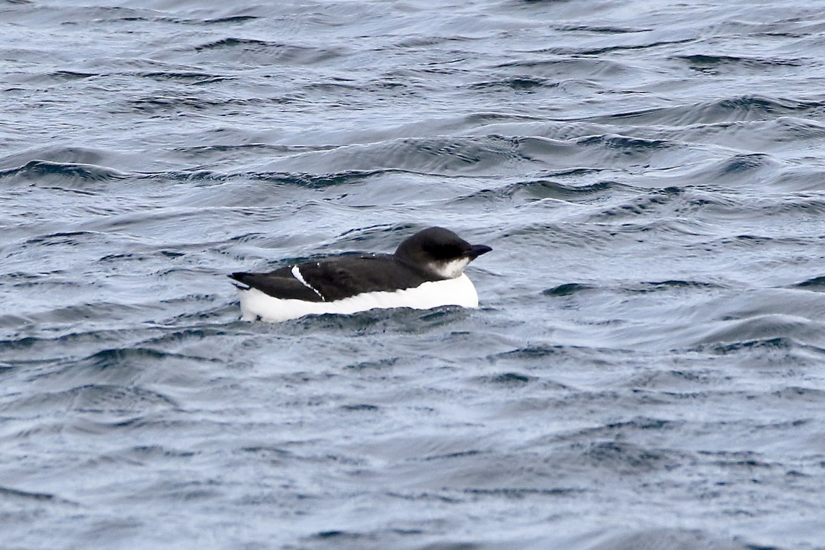 Thick-billed Murre - ML614536285