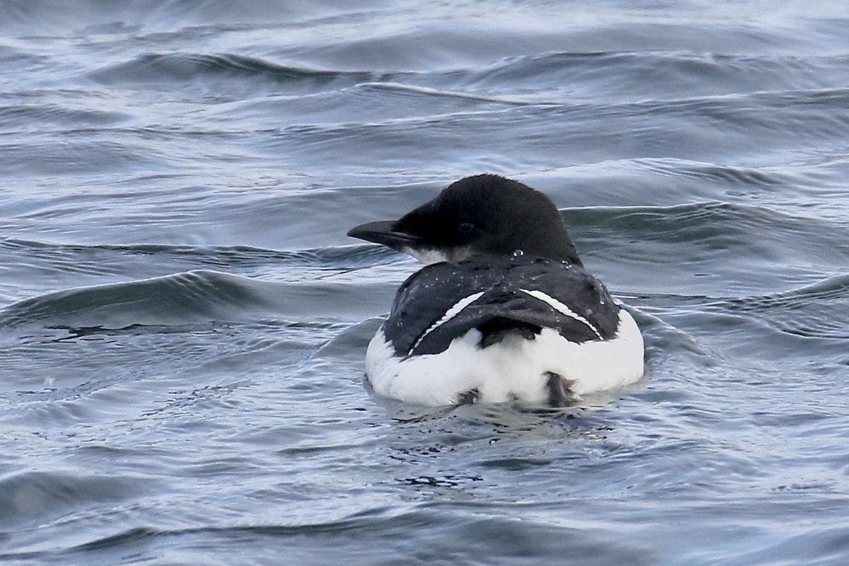 Thick-billed Murre - ML614536288