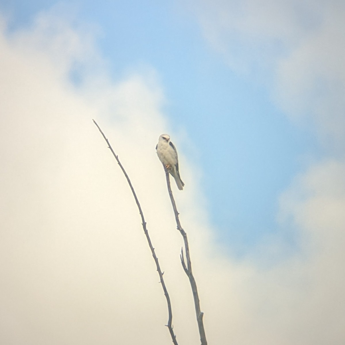 White-tailed Kite - ML614536336