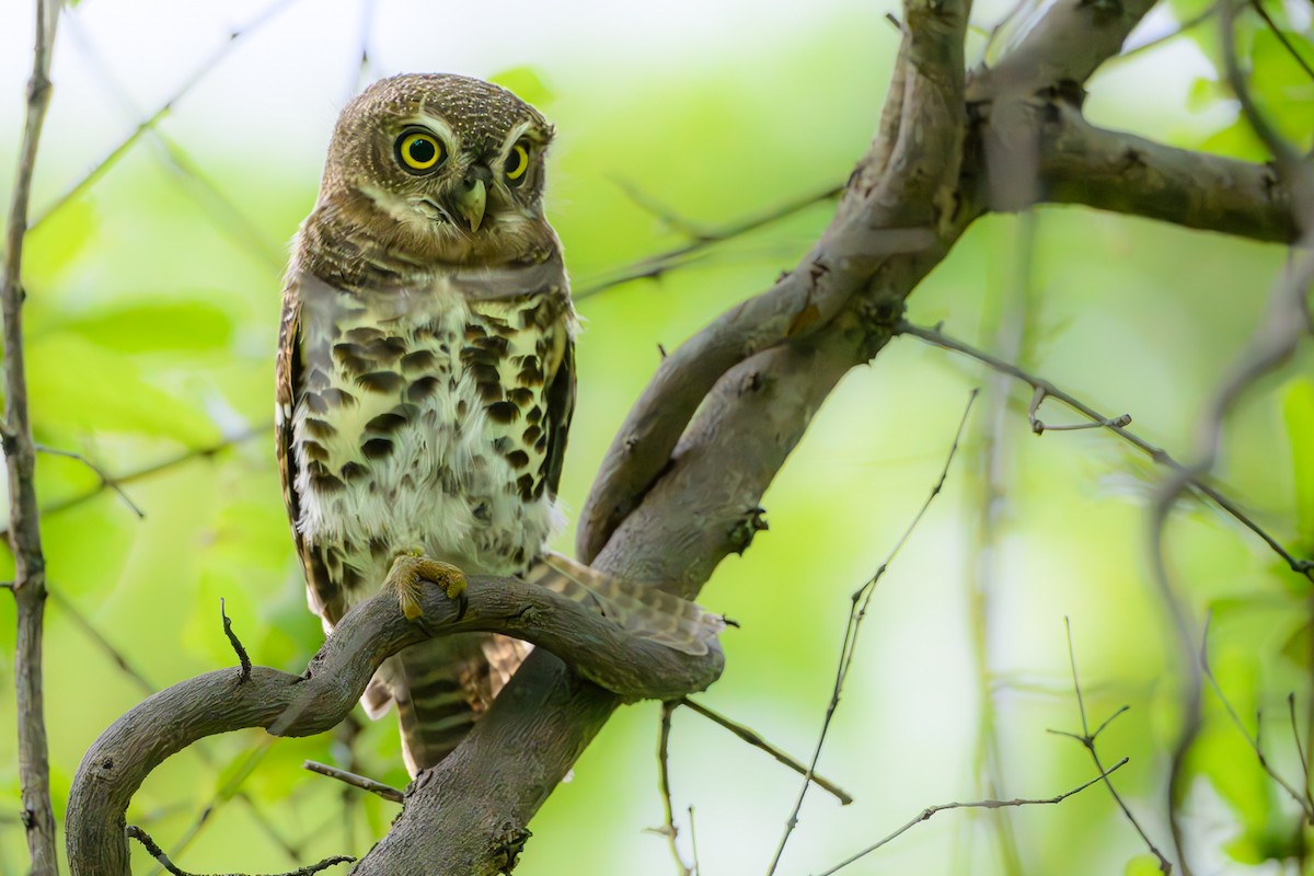 African Barred Owlet - ML614536367