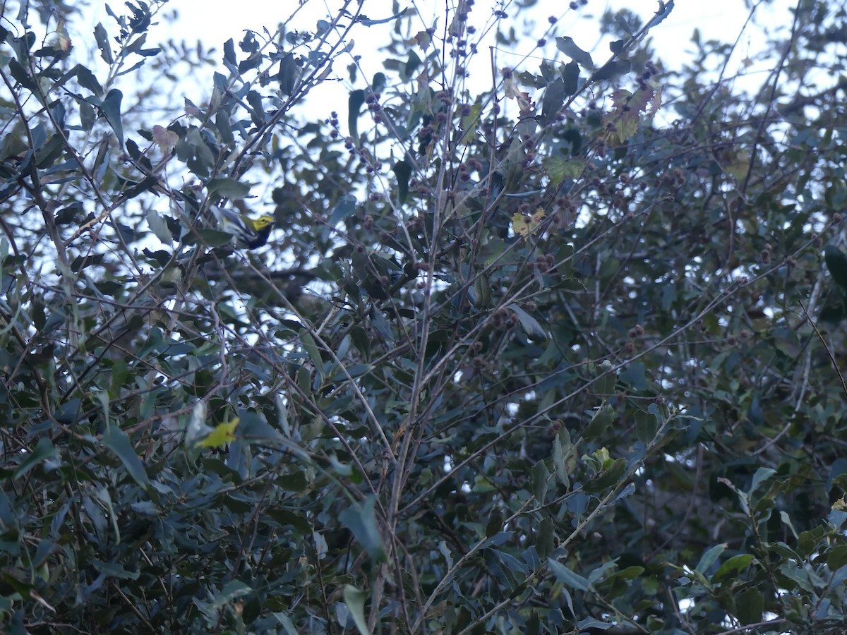 Black-throated Green Warbler - ML614536414