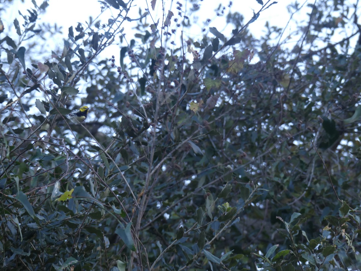 Black-throated Green Warbler - ML614536415
