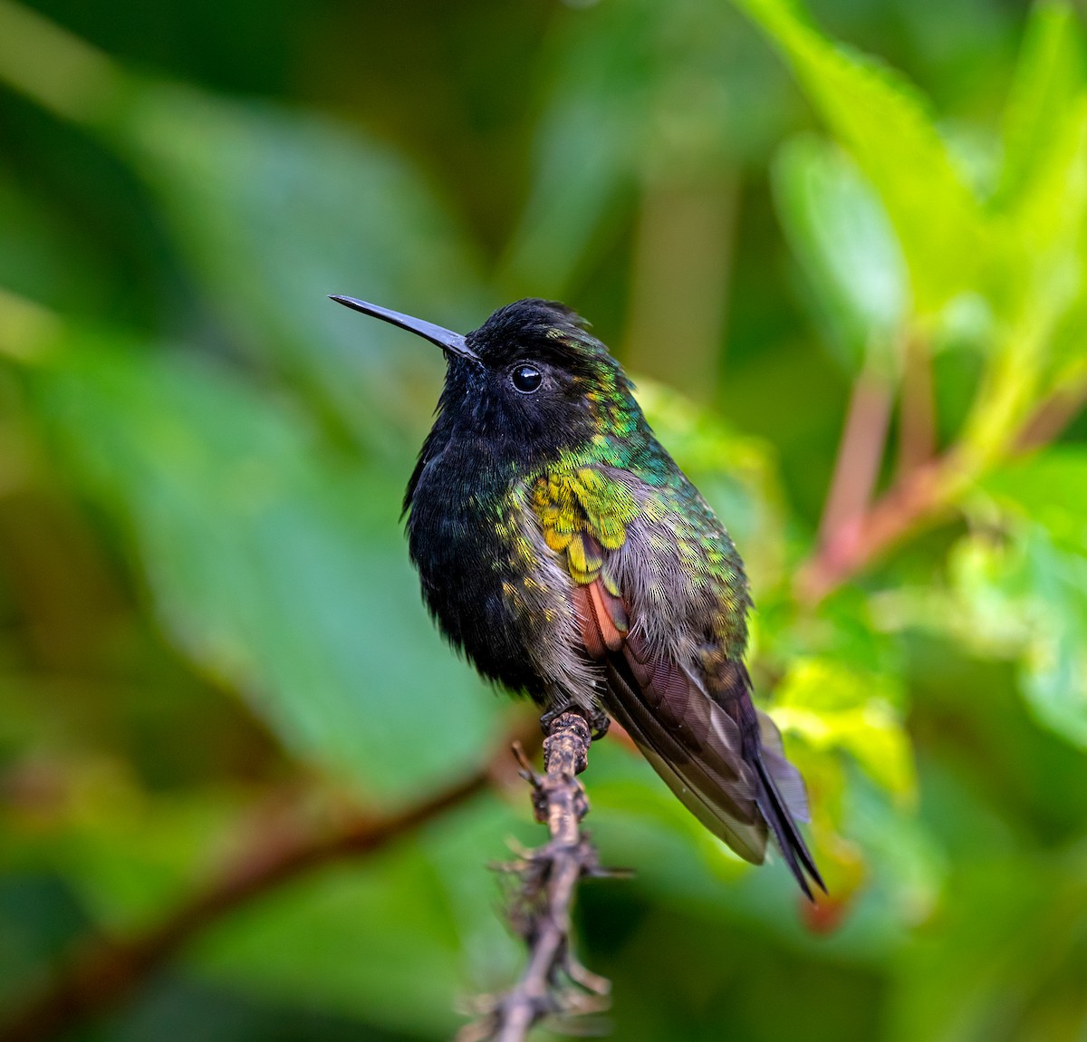 Black-bellied Hummingbird - ML614536549