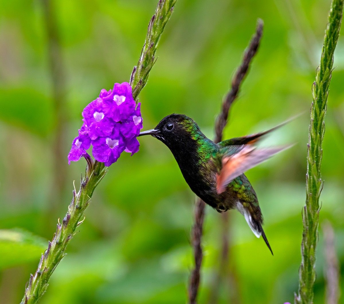 Black-bellied Hummingbird - ML614536550