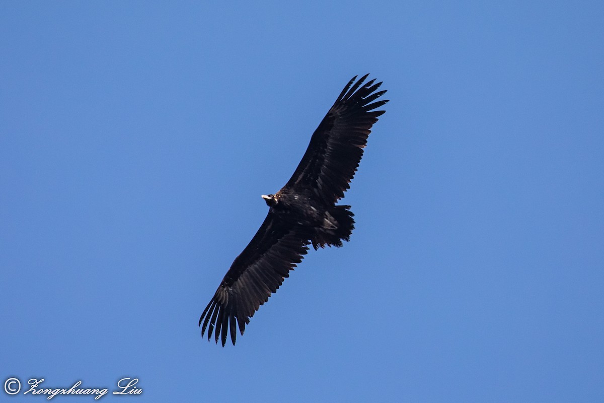 Cinereous Vulture - ML614536571