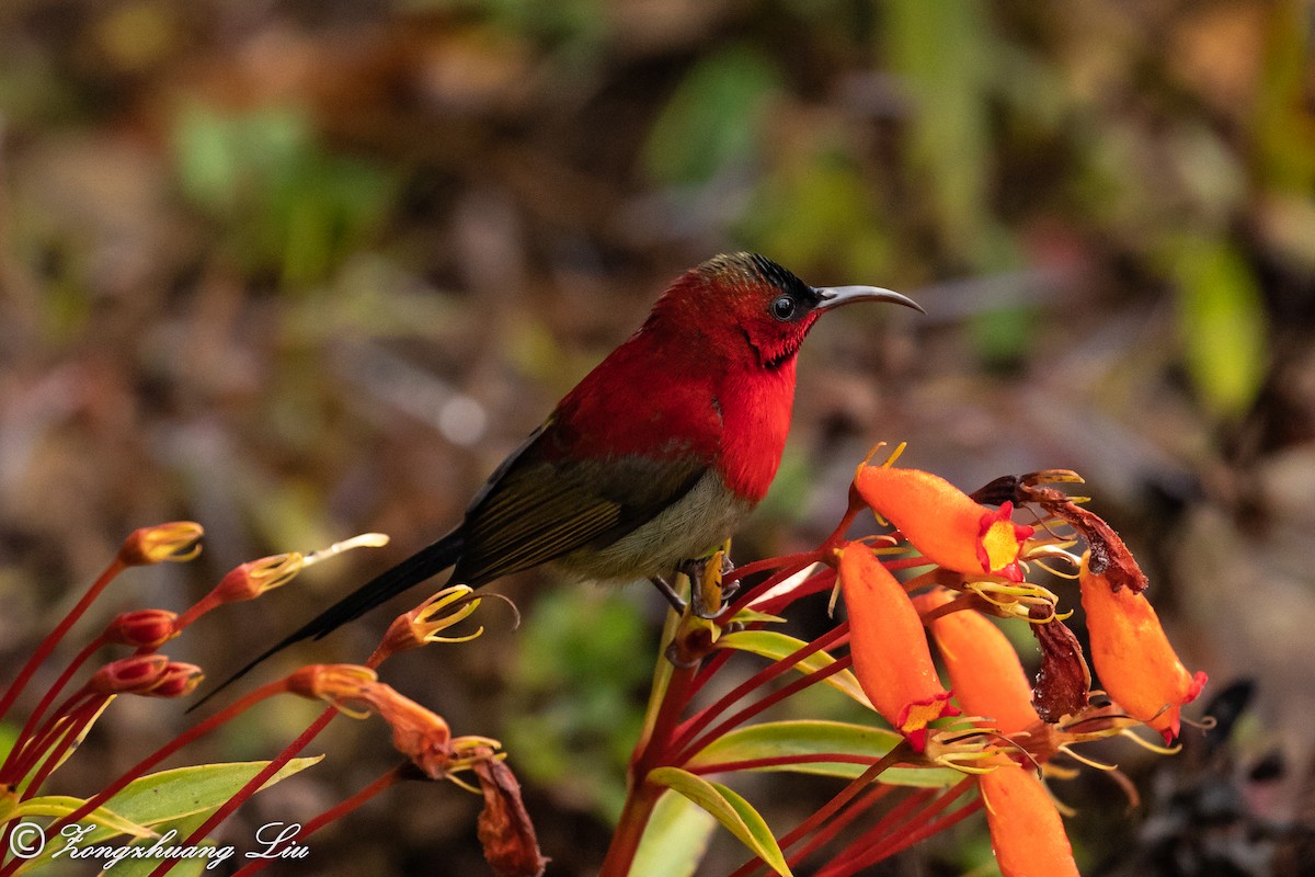 Crimson Sunbird - Zongzhuang Liu