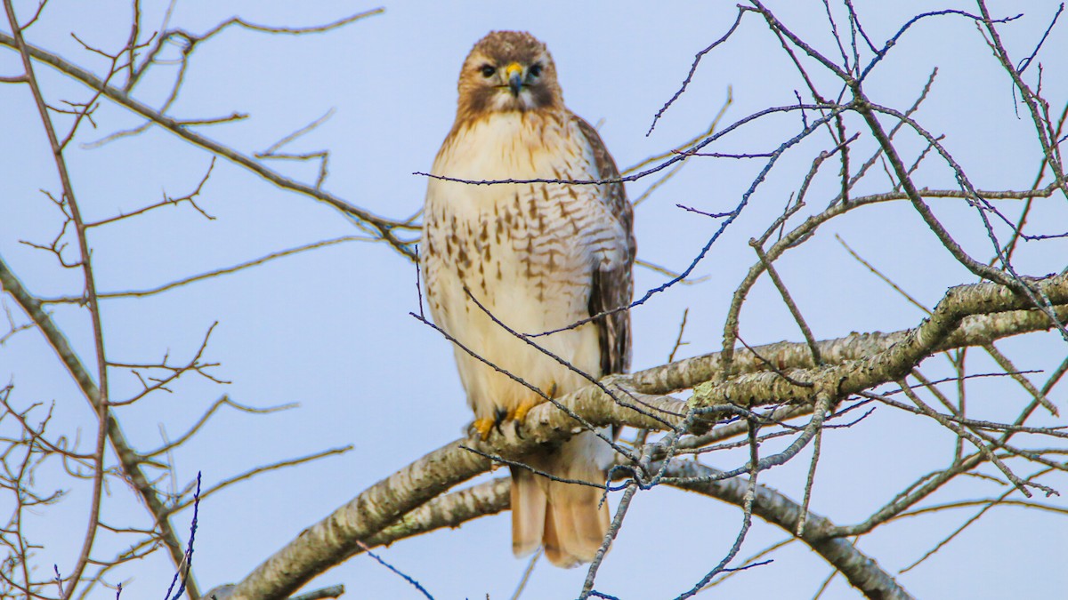 Red-tailed Hawk - ML614536856