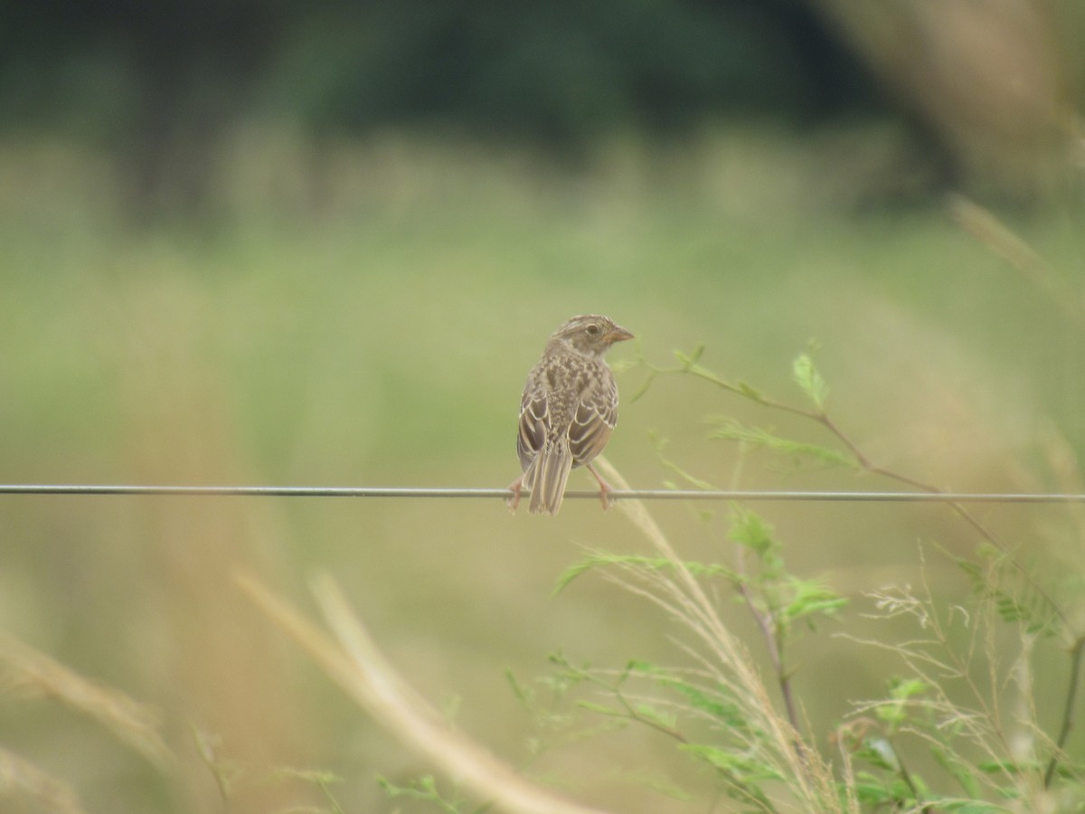 Grassland Sparrow - ML614536923