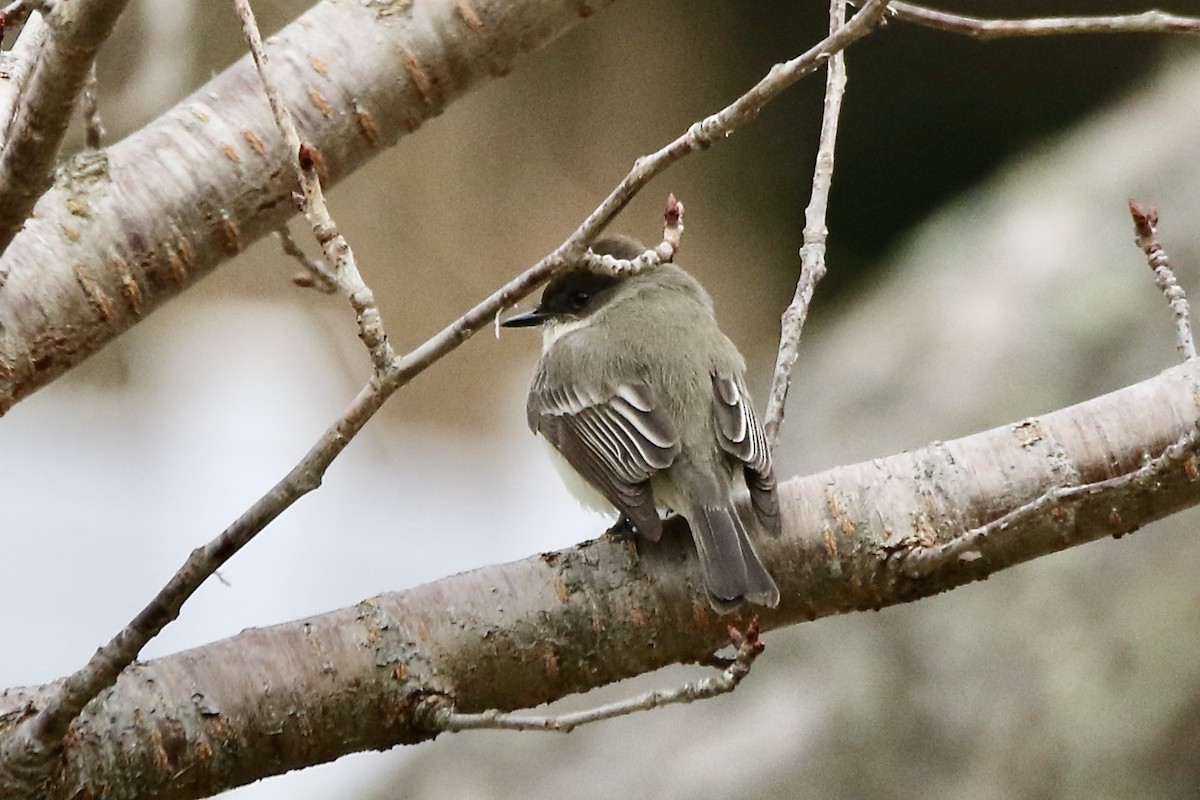 eBird Checklist 7 Feb 2024 Cape Cod National SeashoreSalt Pond