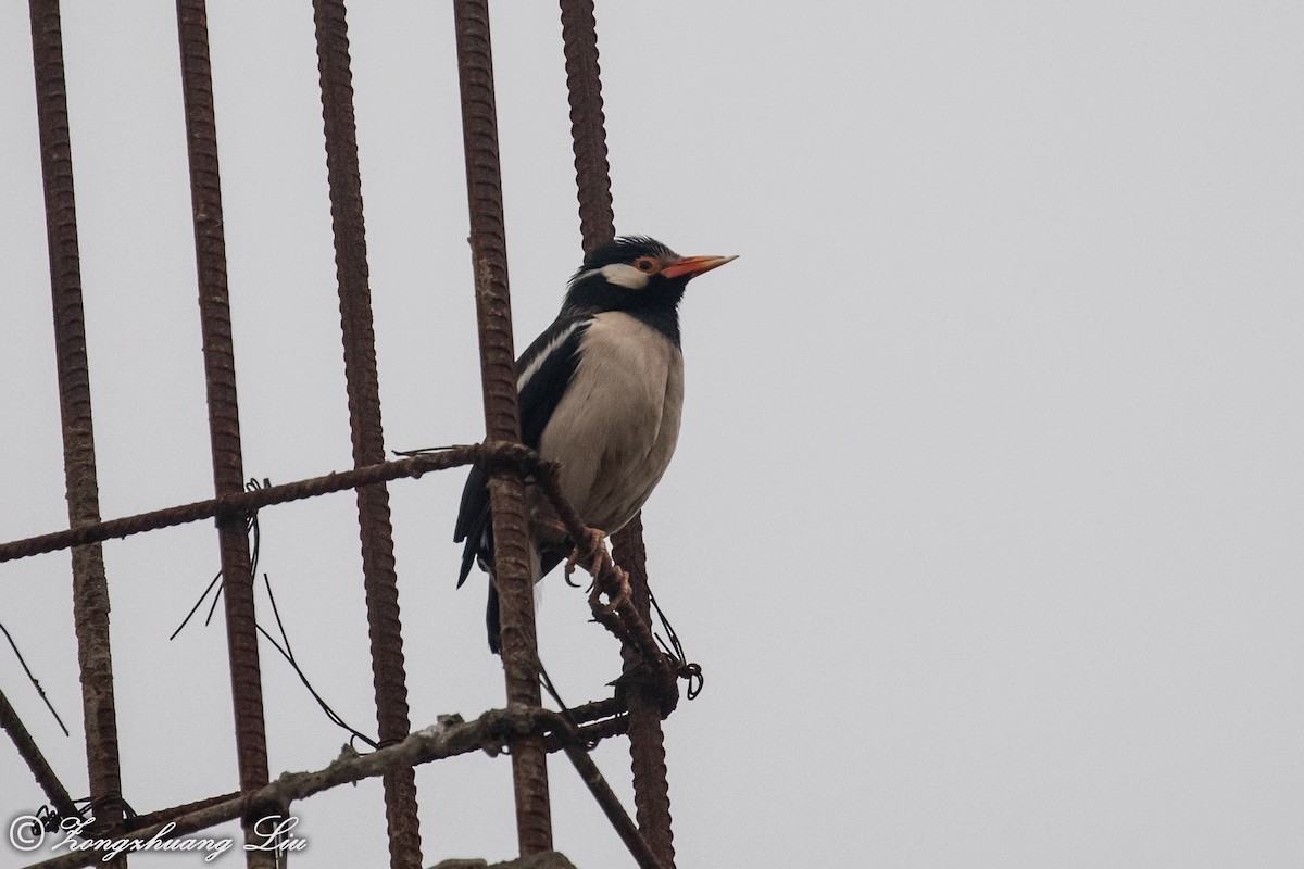 Indian Pied Starling - ML614537612
