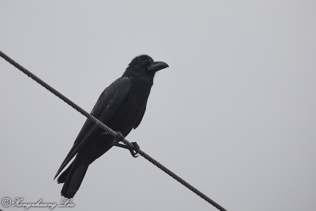 Large-billed Crow (Indian Jungle) - Zongzhuang Liu