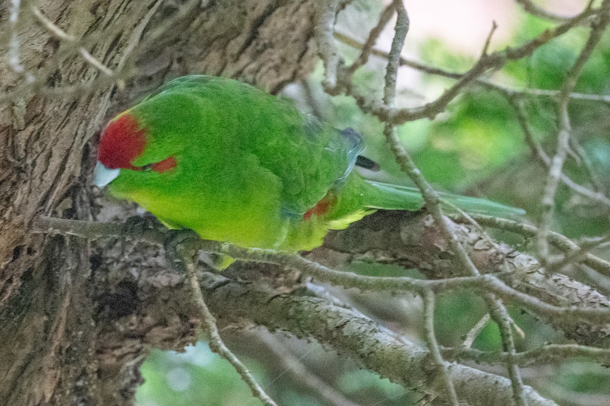 Red-crowned Parakeet - James Hoagland