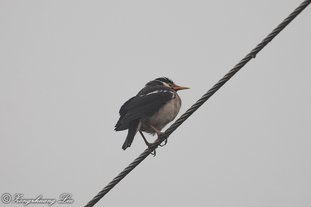 Indian Pied Starling - ML614537739