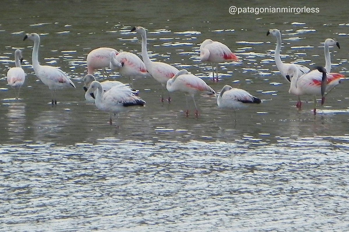 Chilean Flamingo - ML614537949
