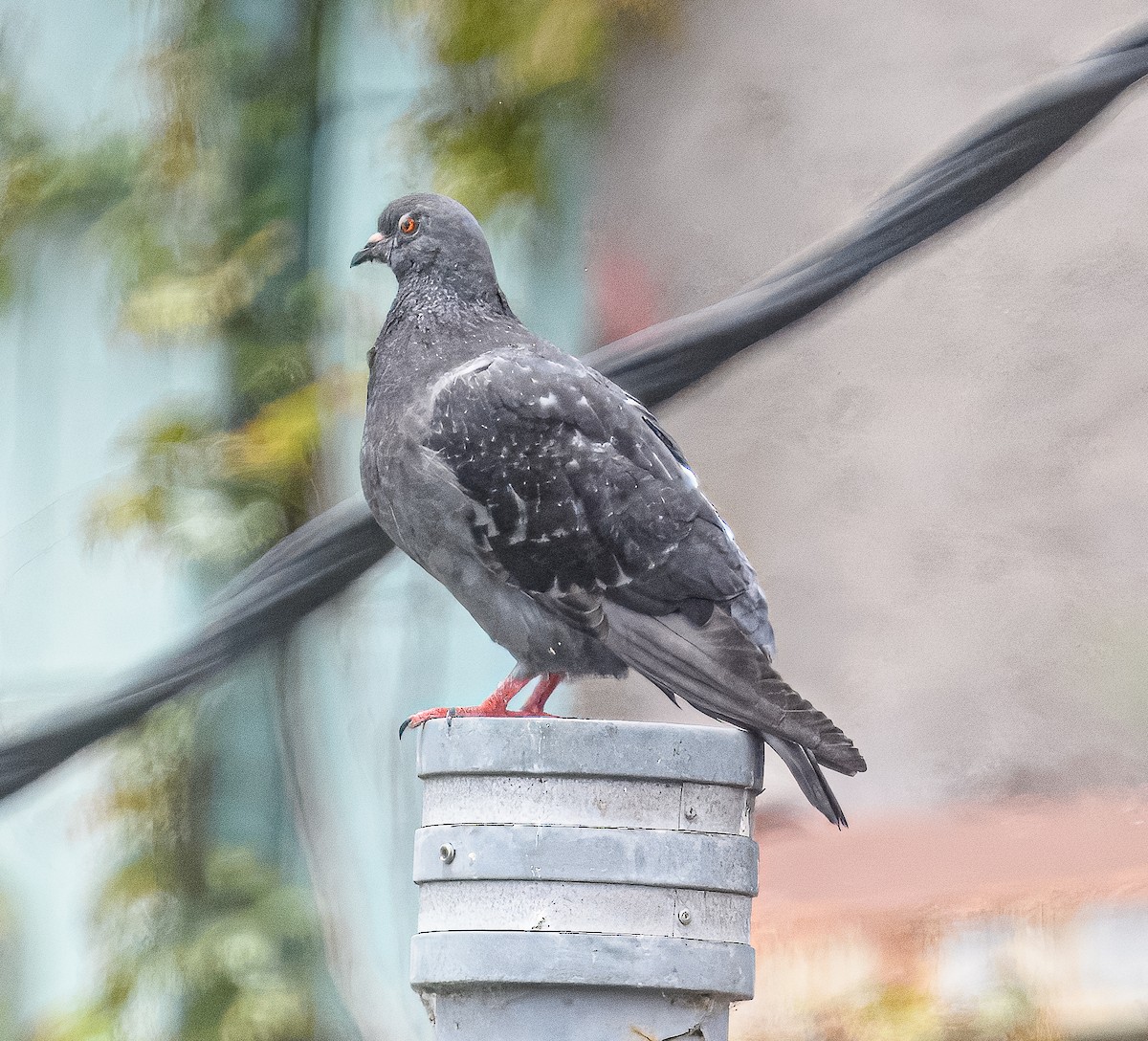 Rock Pigeon (Feral Pigeon) - ML614538121