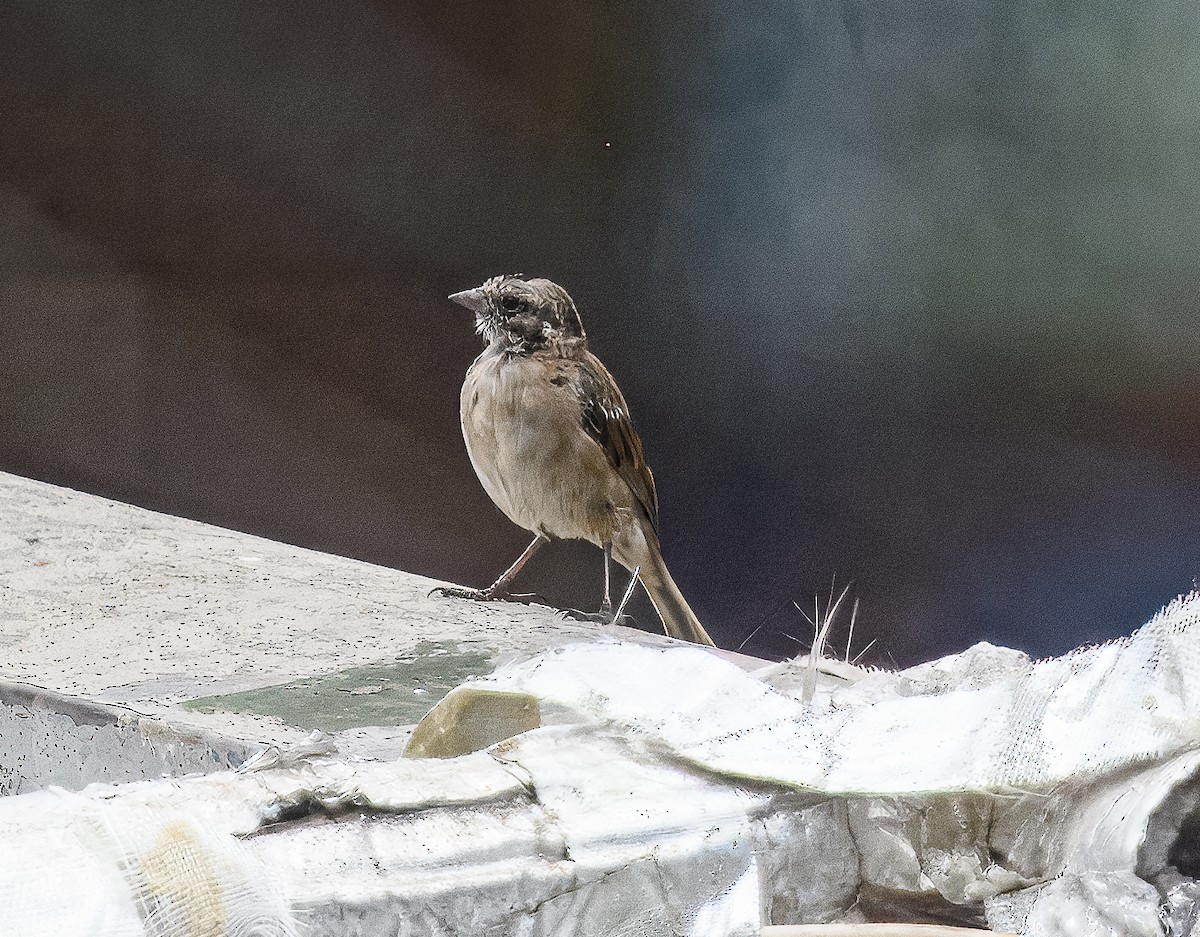 Rufous-collared Sparrow - ML614538146