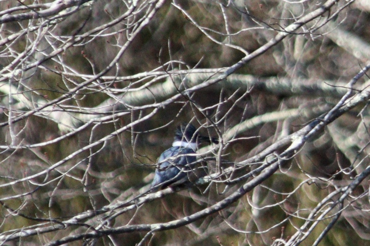 Belted Kingfisher - ML614538413
