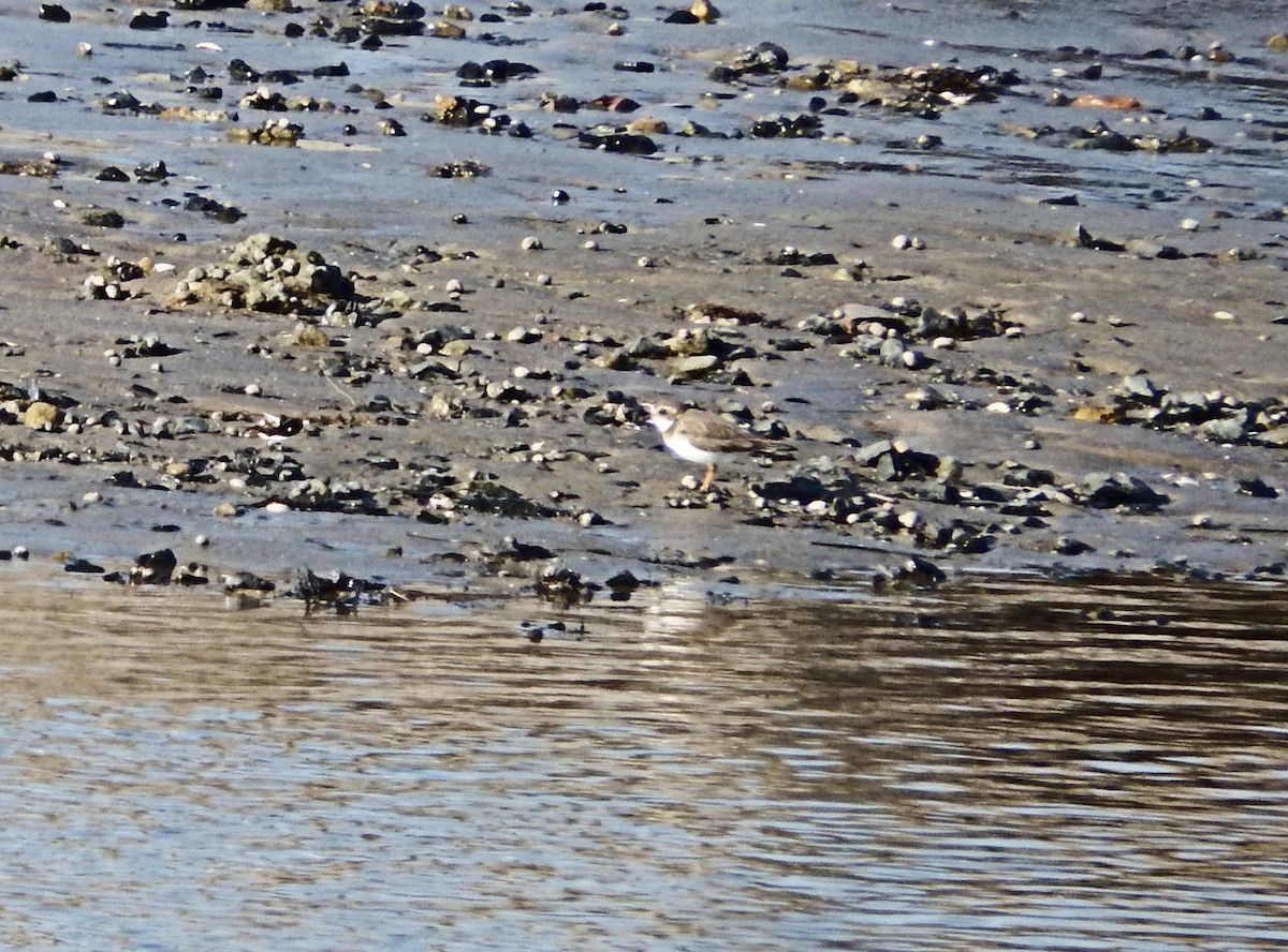 Semipalmated Plover - ML614538735
