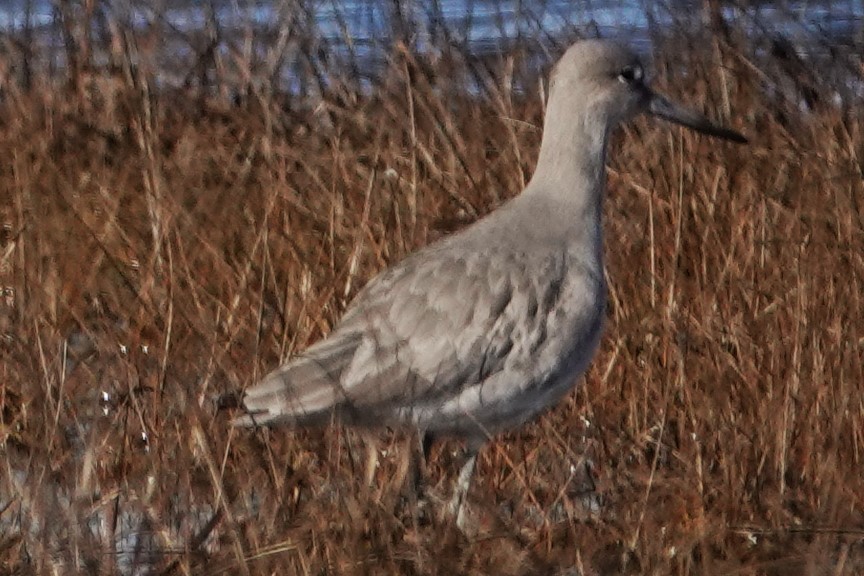 eBird Checklist 7 Feb 2024 Oyster Rocks Rd. 10 species