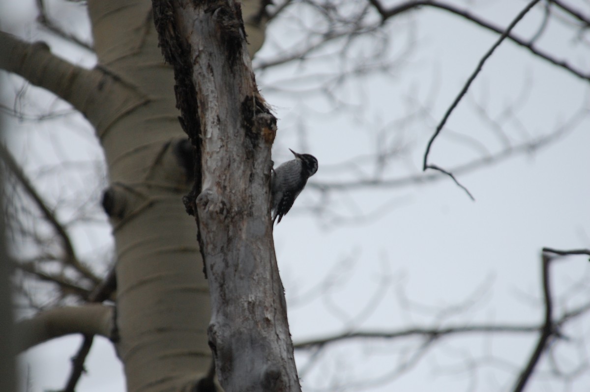American Three-toed Woodpecker - Stephen T Bird