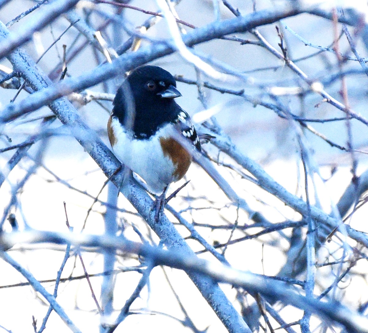 Spotted Towhee - ML614539094