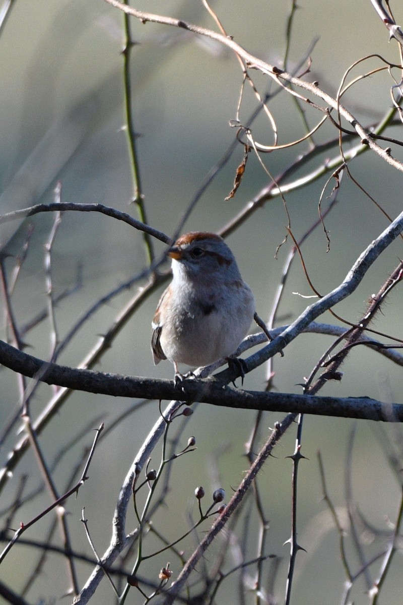 American Tree Sparrow - ML614539248