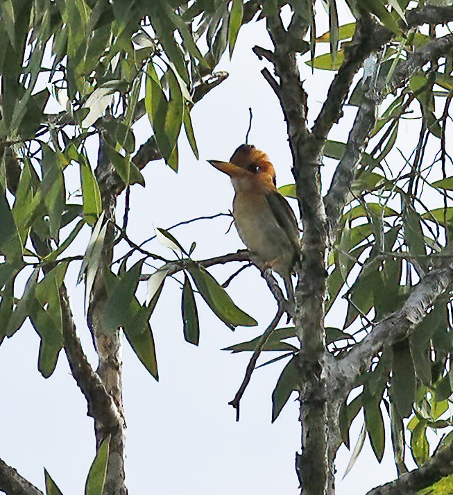 Yellow-billed Kingfisher - ML614539267