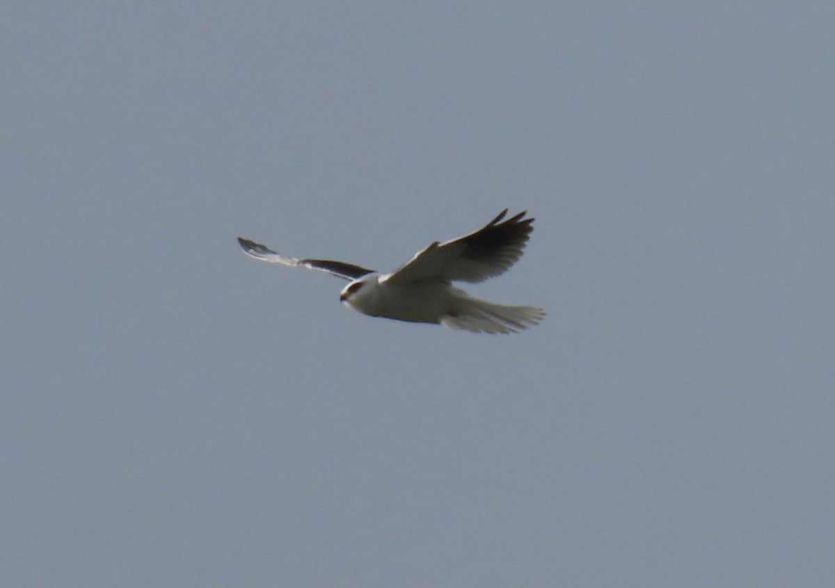 White-tailed Kite - ML614539273