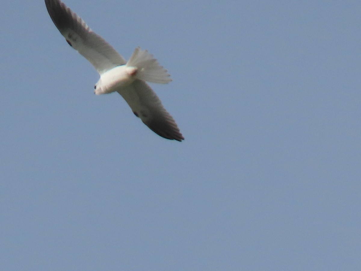 White-tailed Kite - ML614539274