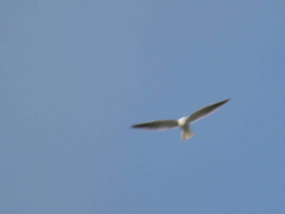 White-tailed Kite - ML614539275