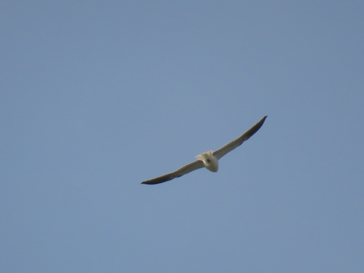 White-tailed Kite - ML614539276