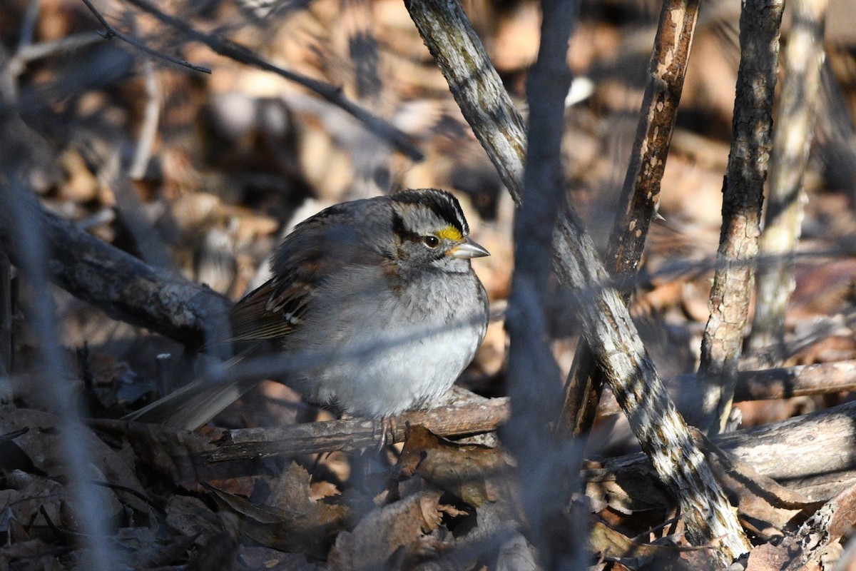White-throated Sparrow - ML614539324
