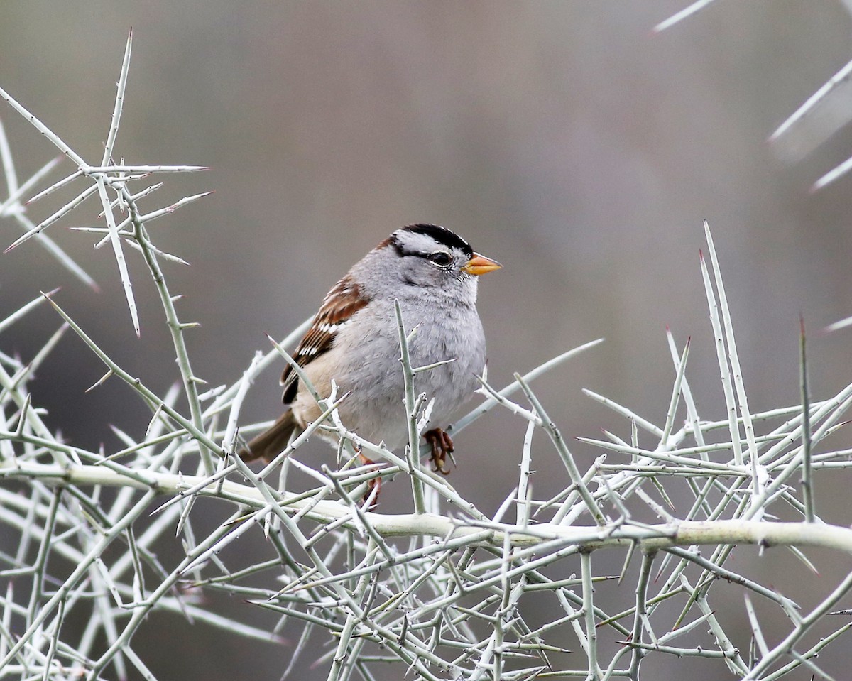White-crowned Sparrow (Gambel's) - ML614539378