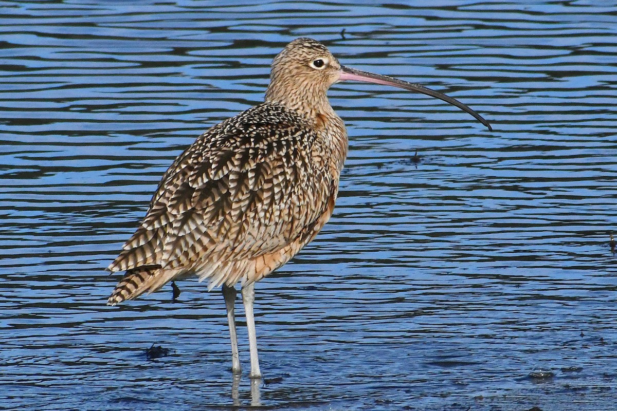 Long-billed Curlew - Phil Pickering
