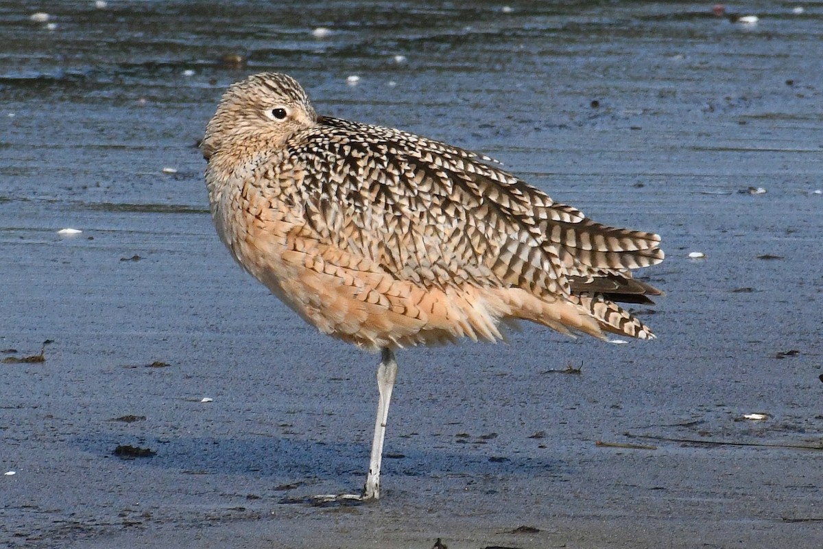 Long-billed Curlew - ML614539494