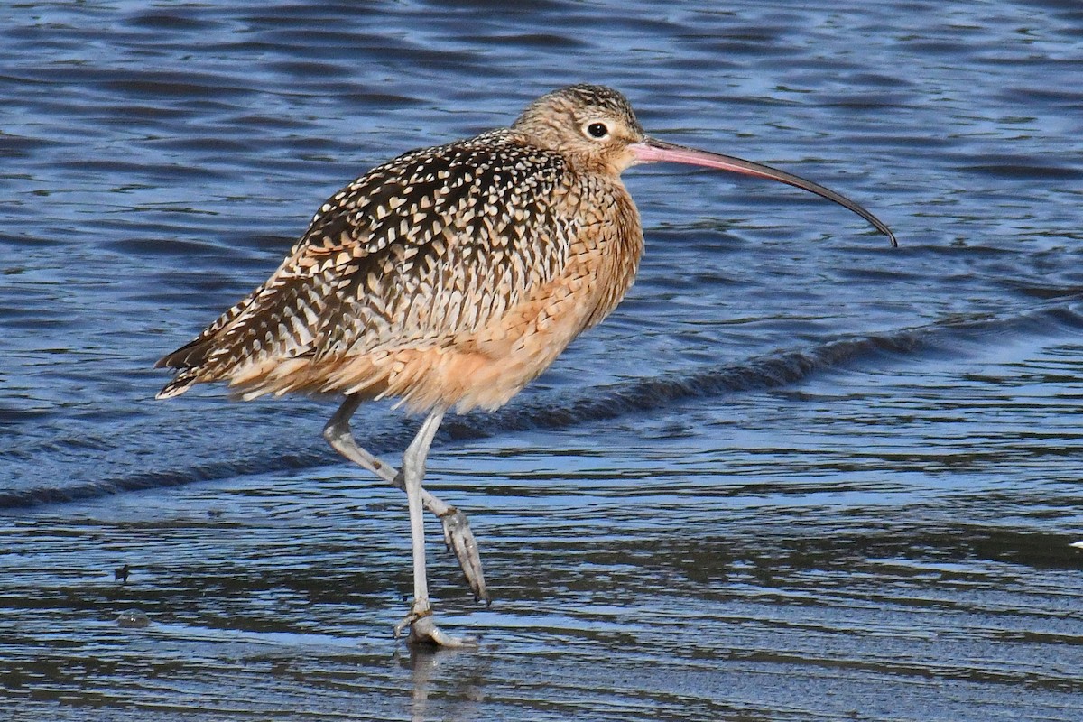Long-billed Curlew - ML614539499