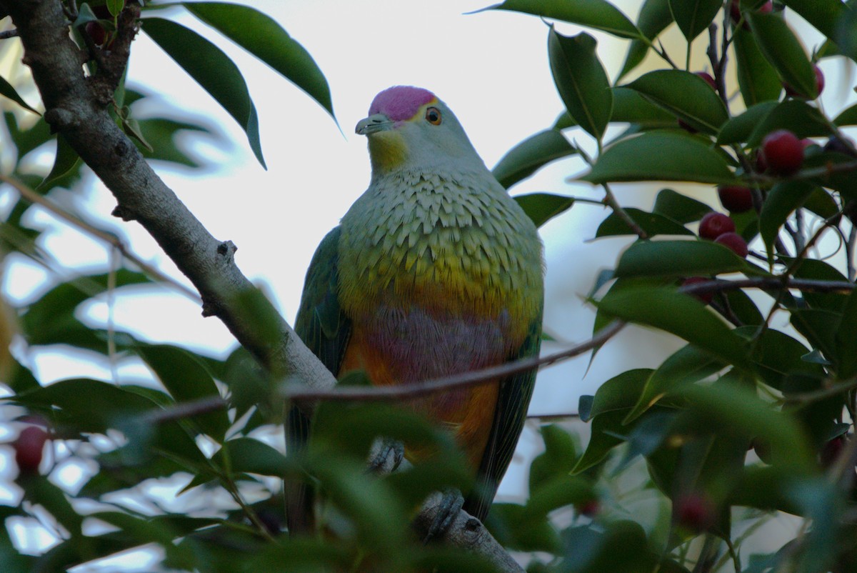 Rose-crowned Fruit-Dove - ML614539552