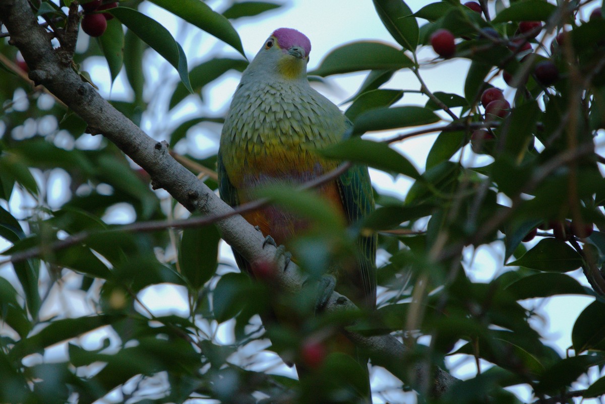 Rose-crowned Fruit-Dove - ML614539553