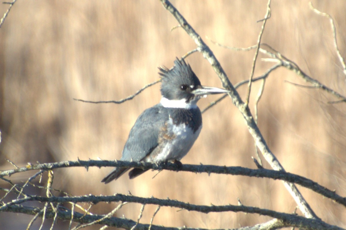 Belted Kingfisher - ML614539752
