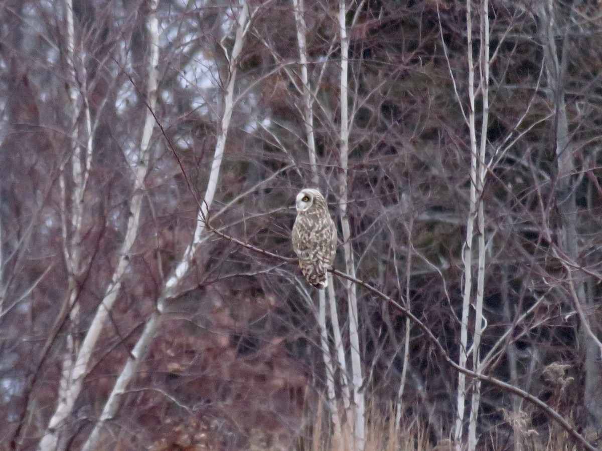 Short-eared Owl - ML614539761