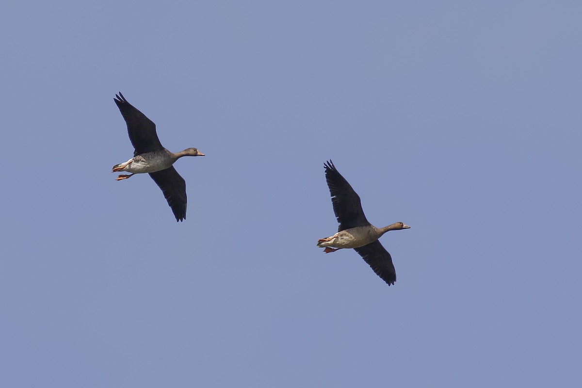 Greater White-fronted Goose - ML614539821