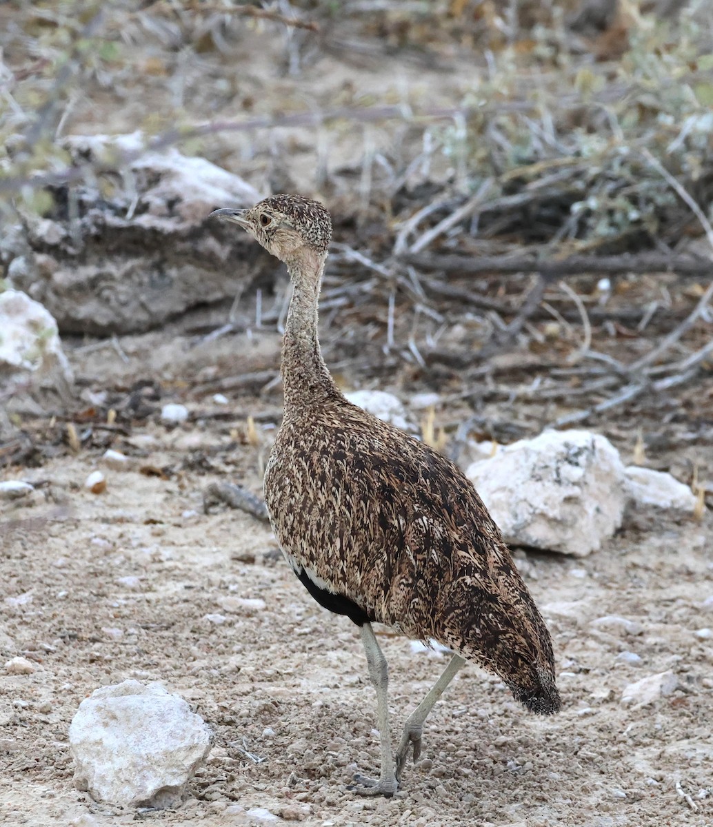 Red-crested Bustard - ML614539868