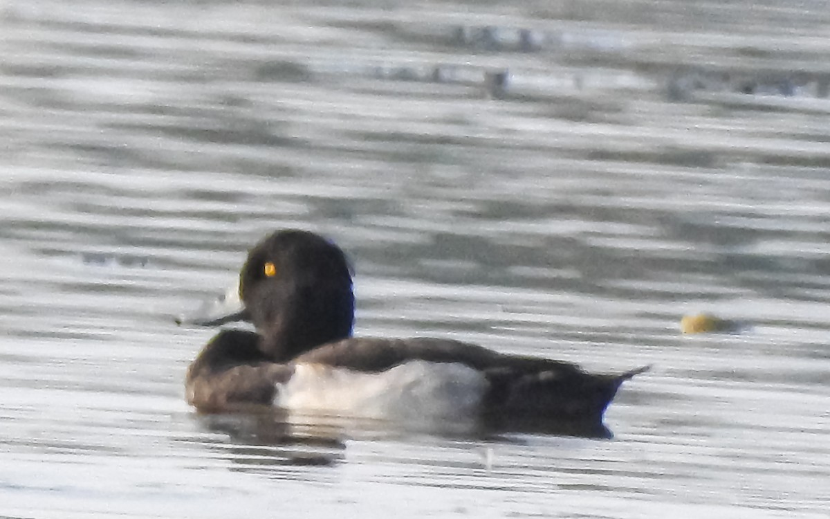Tufted Duck - ML614540067