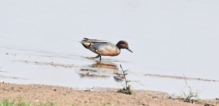 Green-winged Teal - ML614540145