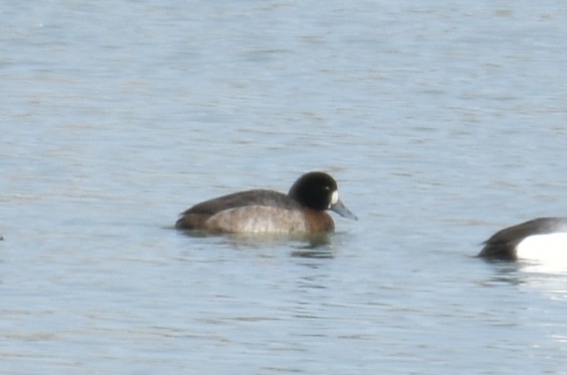 Greater Scaup - ML614540449