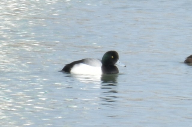 Greater Scaup - ML614540471