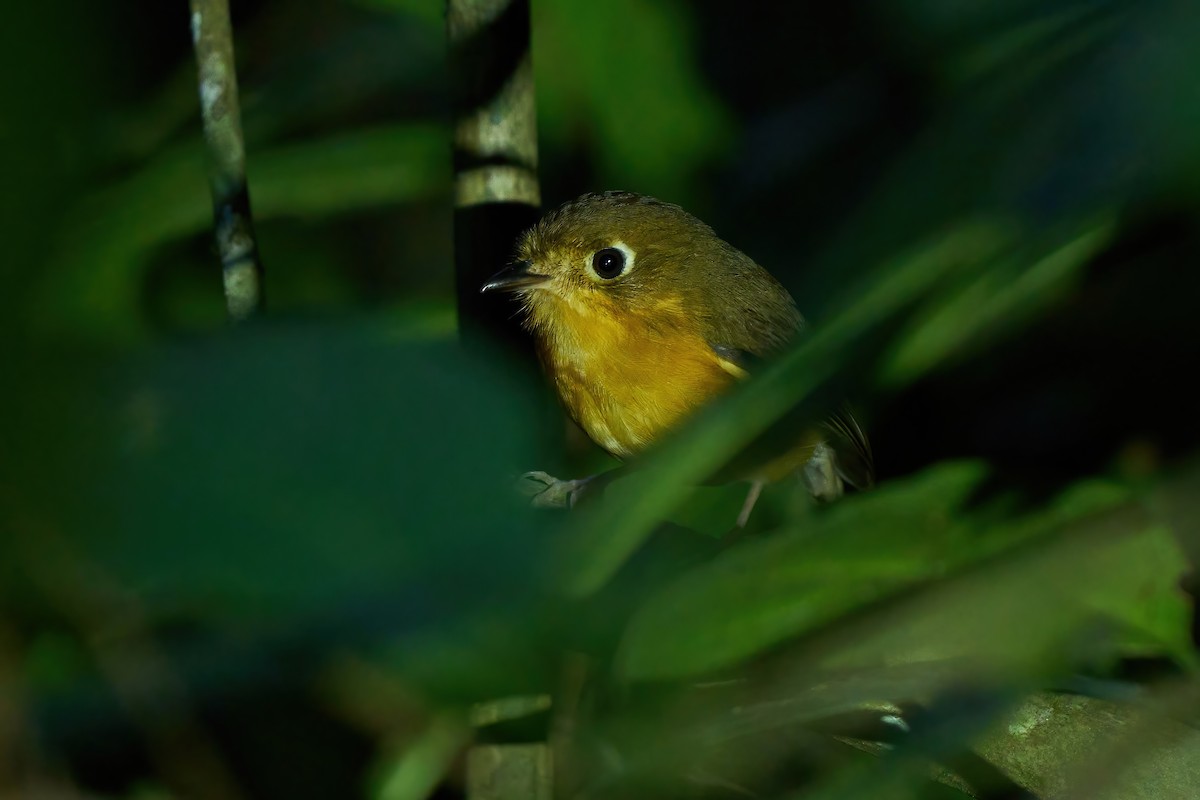 Rusty-breasted Antpitta (Rusty-breasted) - ML614540742