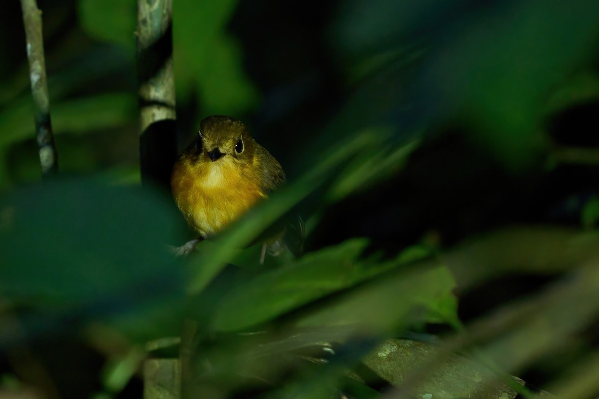 Rusty-breasted Antpitta (Rusty-breasted) - ML614540743